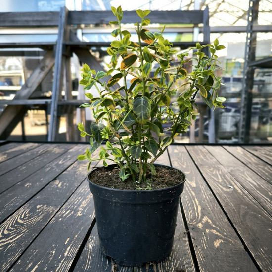 Brslen fortuneův, Euonymus fortunei Emerald Gold, velikost kontejneru 1 l