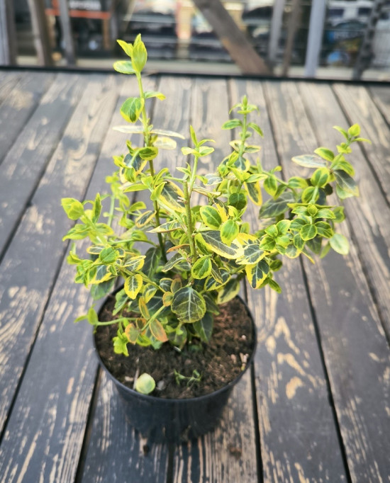 Brslen fortuneův, Euonymus fortunei Emerald Gold, velikost kontejneru 1 l-27241