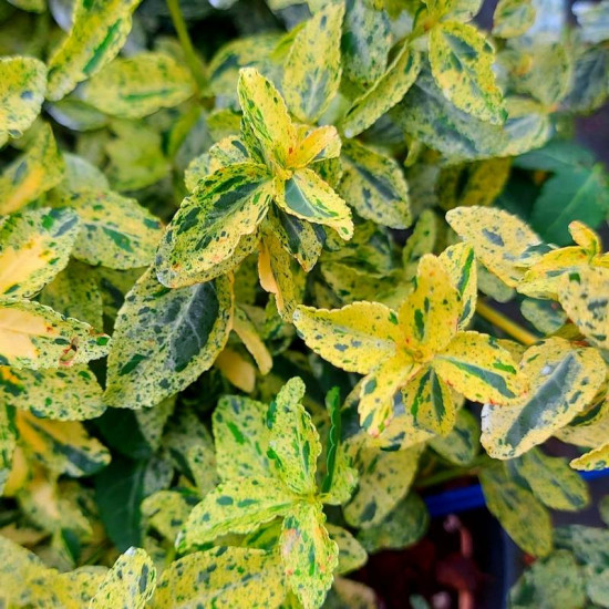 Brslen fortuneův, Euonymus fortunei Golden Harlequin, velikost kontejneru 3 l