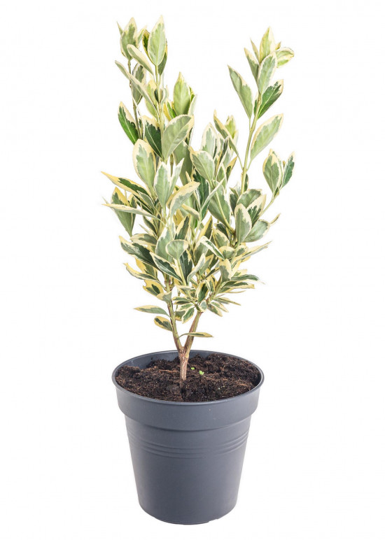 Brslen japonský, Euonymus japonicus Bravo, velikost kontejneru 2 l