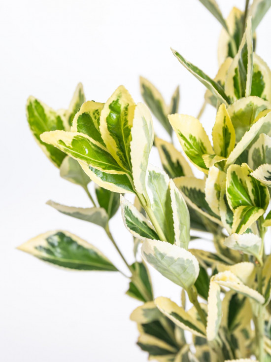 Brslen japonský, Euonymus japonicus Bravo, velikost kontejneru 2 l-10429