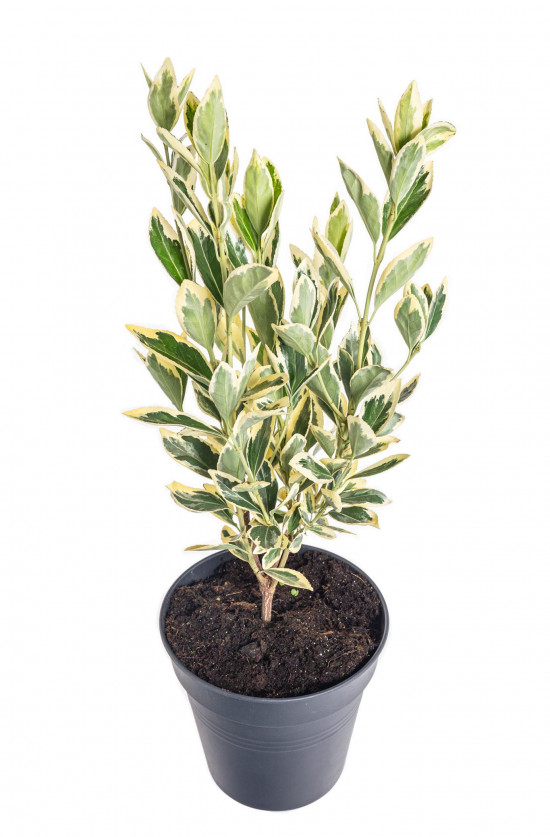 Brslen japonský, Euonymus japonicus Bravo, velikost kontejneru 2 l-10430