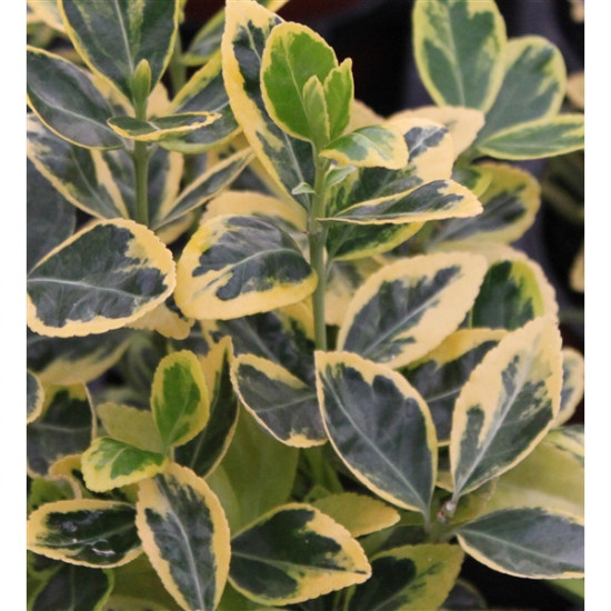 Brslen japonský, Euonymus japonicus Marieke, velikost kontejneru 2.5 l-10051