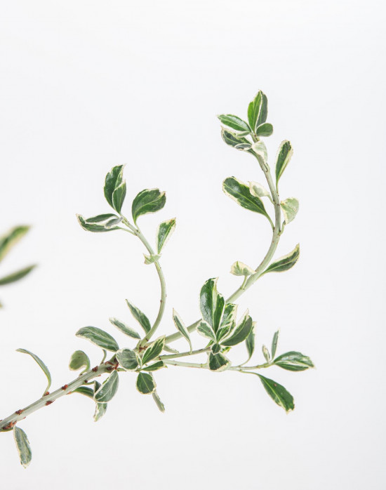 Brslen japonský, Euonymus japonicus Susan, velikost kontejneru 2.5 l-10819