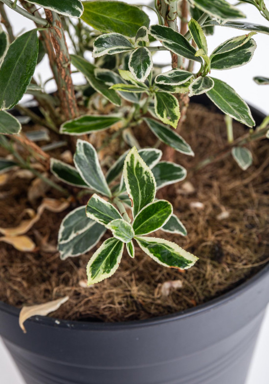 Brslen japonský, Euonymus japonicus Susan, velikost kontejneru 2.5 l-10820
