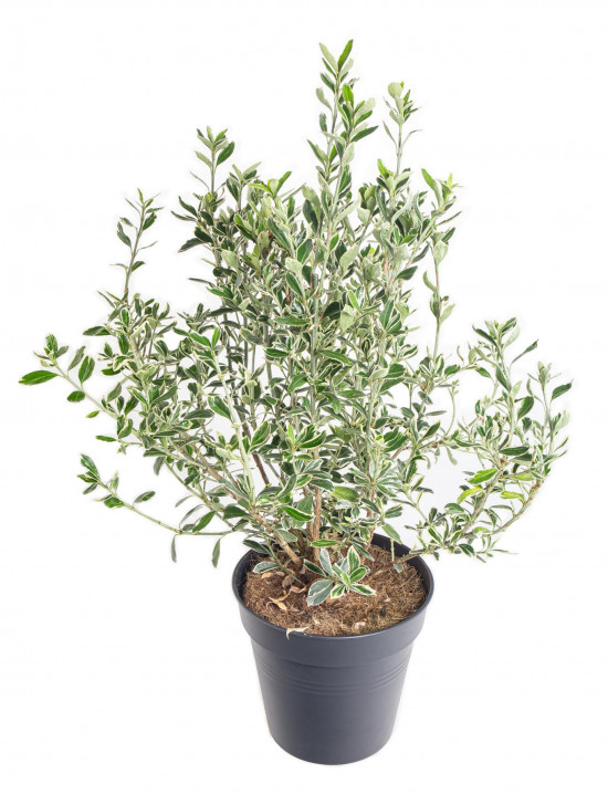 Brslen japonský, Euonymus japonicus Susan, velikost kontejneru 2.5 l-10822