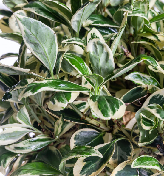 Brslen japonský na kmínku, Euonymus japonicus Bravo, velikost kontejneru 9 l-10974