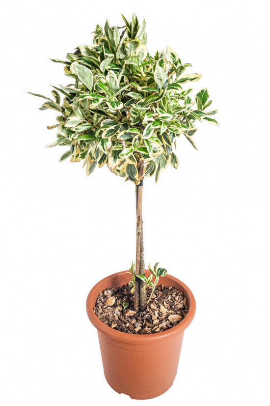 Brslen japonský na kmínku, Euonymus japonicus Bravo, velikost kontejneru 9 l-10975