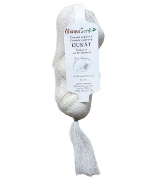 Česnek paličák sadbový DUKÁT, MoravoSeed, 4 ks