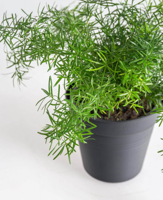 Chřest hustokvětý, Asparagus sprengerii, průměr květináče 12 cm-23471
