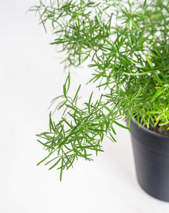 Chřest hustokvětý, Asparagus sprengerii, průměr květináče 12 cm-23473