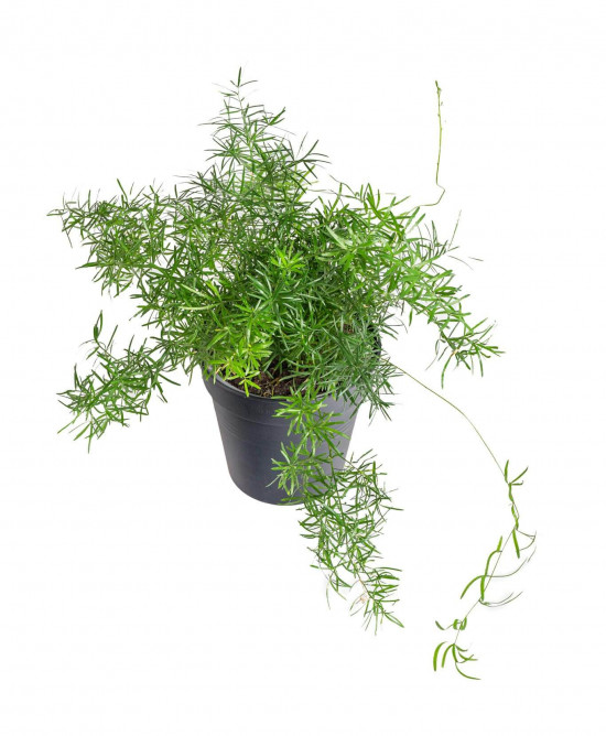 Chřest hustokvětý, Asparagus sprengerii, průměr květináče 12 cm-23475