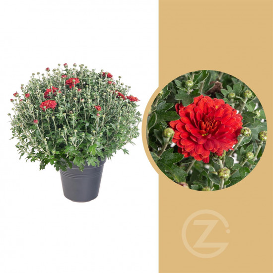 Chryzantéma, Chrysanthemum, kompaktní rostlina 30 - 35 cm, cihlová