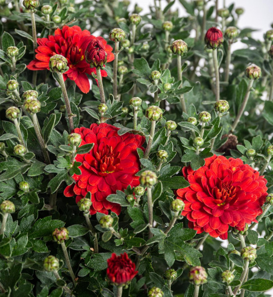 Chryzantéma, Chrysanthemum, kompaktní rostlina 30 - 35 cm, cihlová-14446