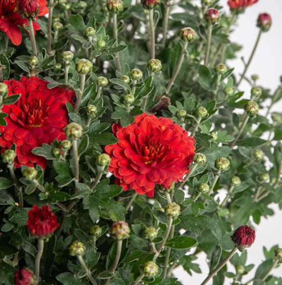 Chryzantéma, Chrysanthemum, kompaktní rostlina 30 - 35 cm, cihlová-14447
