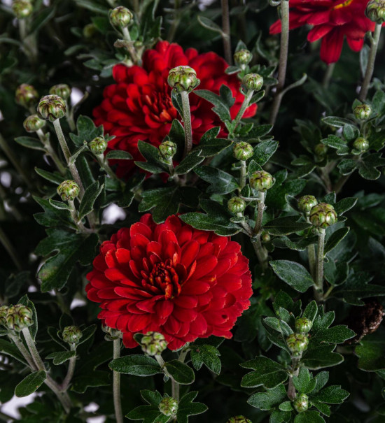 Chryzantéma, Chrysanthemum, kompaktní rostlina 30 - 35 cm, cihlová-14448