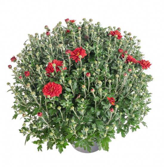 Chryzantéma, Chrysanthemum, kompaktní rostlina 30 - 35 cm, cihlová-14449