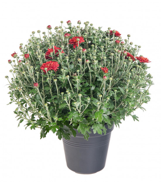 Chryzantéma, Chrysanthemum, kompaktní rostlina 30 - 35 cm, cihlová-14450