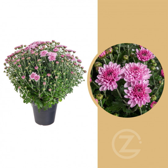 Chryzantéma, Chrysanthemum, kompaktní rostlina 30 - 35 cm, fialová