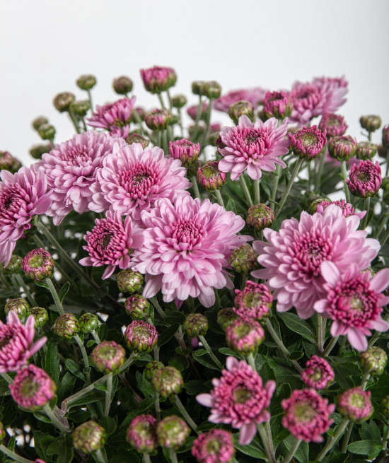 Chryzantéma, Chrysanthemum, kompaktní rostlina 30 - 35 cm, fialová-14423
