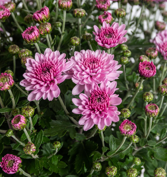 Chryzantéma, Chrysanthemum, kompaktní rostlina 30 - 35 cm, fialová-14424