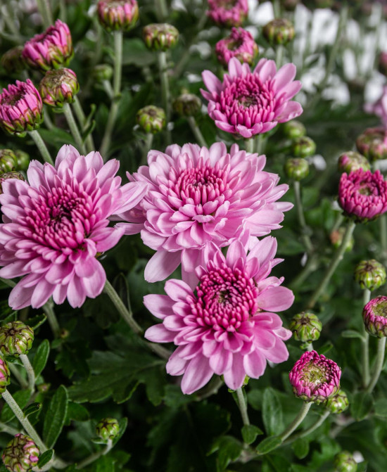 Chryzantéma, Chrysanthemum, kompaktní rostlina 30 - 35 cm, fialová-14425