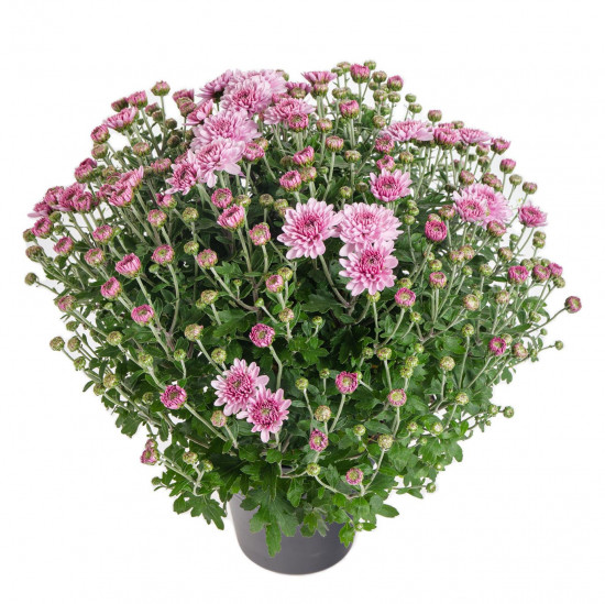 Chryzantéma, Chrysanthemum, kompaktní rostlina 30 - 35 cm, fialová-14426