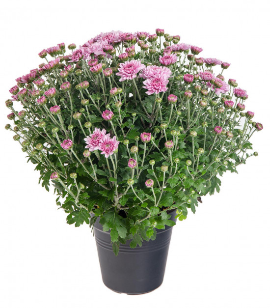 Chryzantéma, Chrysanthemum, kompaktní rostlina 30 - 35 cm, fialová-14427