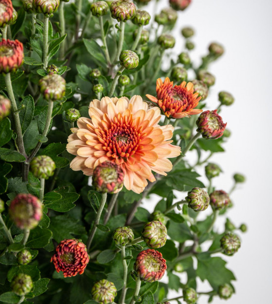 Chryzantéma, Chrysanthemum, kompaktní rostlina 30 - 35 cm, oranžová-14429
