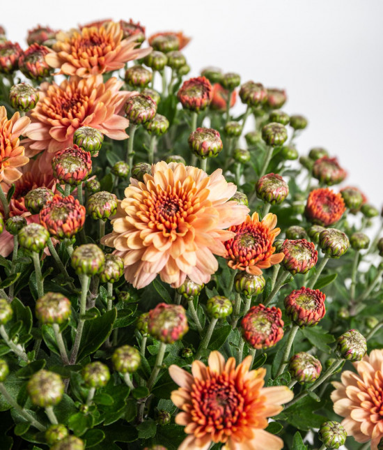 Chryzantéma, Chrysanthemum, kompaktní rostlina 30 - 35 cm, oranžová-14430