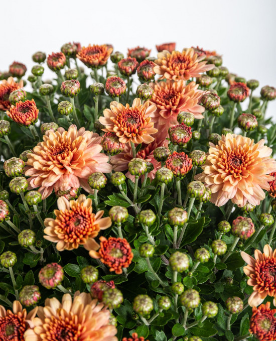 Chryzantéma, Chrysanthemum, kompaktní rostlina 30 - 35 cm, oranžová-14431