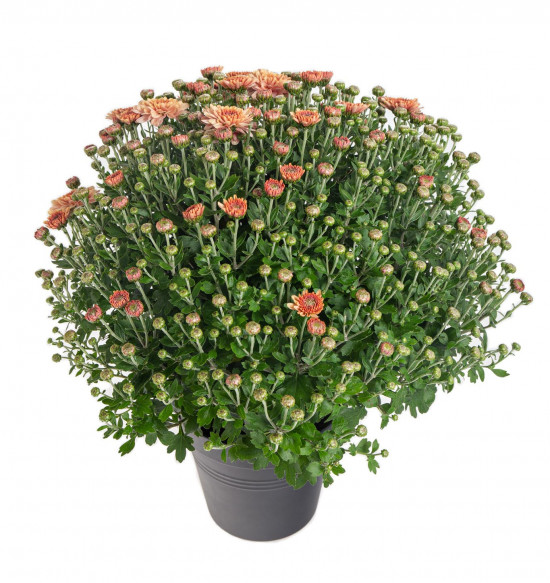 Chryzantéma, Chrysanthemum, kompaktní rostlina 30 - 35 cm, oranžová-14432