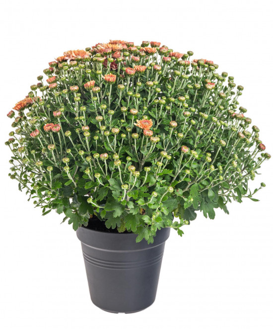 Chryzantéma, Chrysanthemum, kompaktní rostlina 30 - 35 cm, oranžová-14433