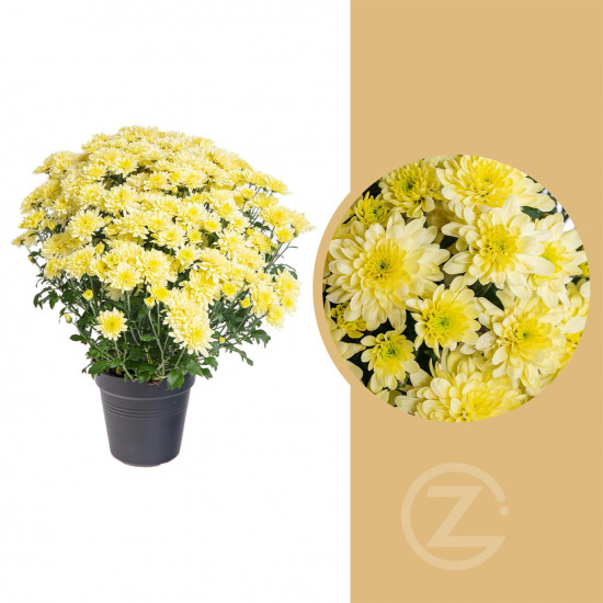 Chryzantéma, Chrysanthemum, kompaktní rostlina 30 - 35 cm, žlutá-14434