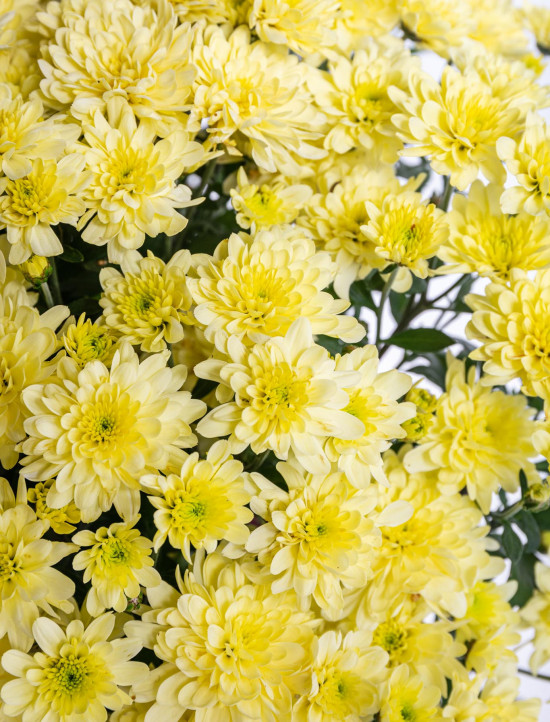 Chryzantéma, Chrysanthemum, kompaktní rostlina 30 - 35 cm, žlutá-14435
