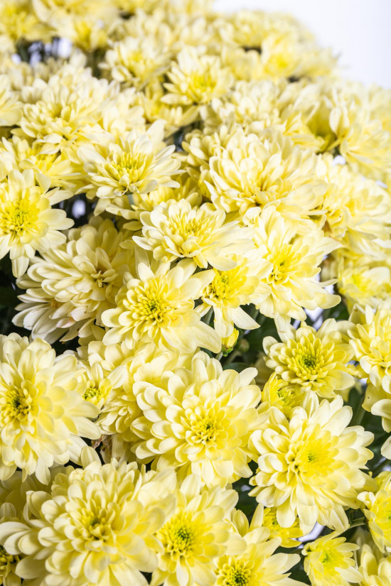 Chryzantéma, Chrysanthemum, kompaktní rostlina 30 - 35 cm, žlutá-14436
