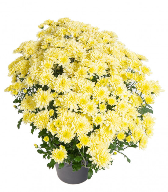 Chryzantéma, Chrysanthemum, kompaktní rostlina 30 - 35 cm, žlutá-14437
