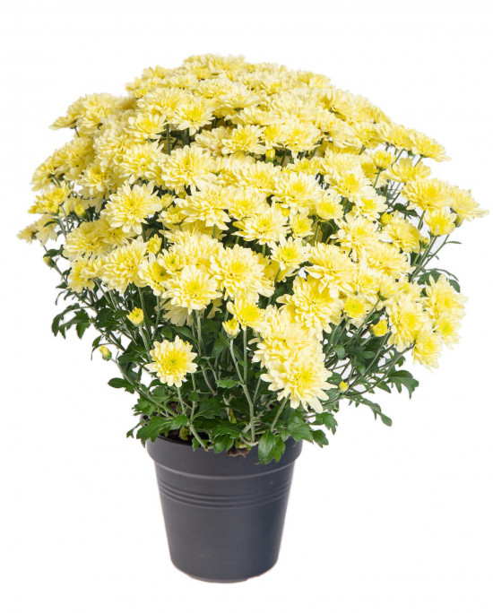 Chryzantéma, Chrysanthemum, kompaktní rostlina 30 - 35 cm, žlutá-14438