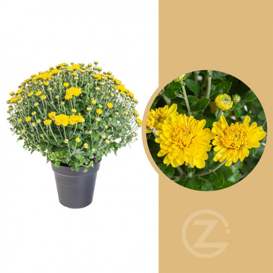 Chryzantéma, Chrysanthemum, kompaktní rostlina 30 - 35 cm, žlutá