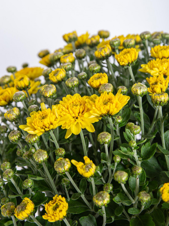 Chryzantéma, Chrysanthemum, kompaktní rostlina 30 - 35 cm, žlutá-14440
