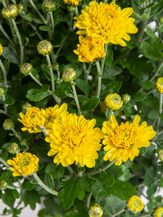 Chryzantéma, Chrysanthemum, kompaktní rostlina 30 - 35 cm, žlutá-14441