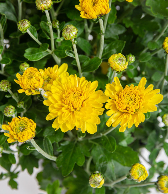Chryzantéma, Chrysanthemum, kompaktní rostlina 30 - 35 cm, žlutá-14442
