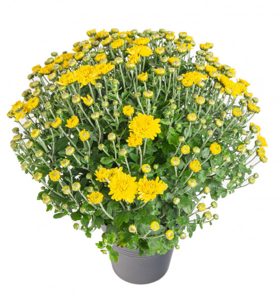 Chryzantéma, Chrysanthemum, kompaktní rostlina 30 - 35 cm, žlutá-14443