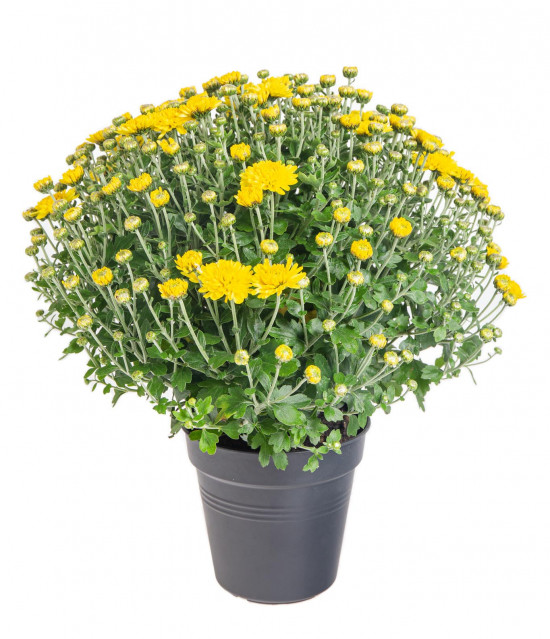 Chryzantéma, Chrysanthemum, kompaktní rostlina 30 - 35 cm, žlutá-14444