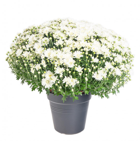 Chryzantéma, Chrysanthemum, kompaktní rostlina 40 - 45 cm, bílá-14561