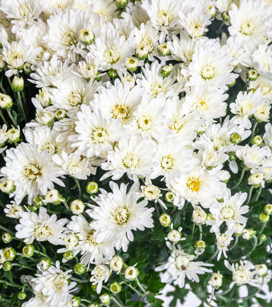 Chryzantéma, Chrysanthemum, kompaktní rostlina 40 - 45 cm, bílá-14562