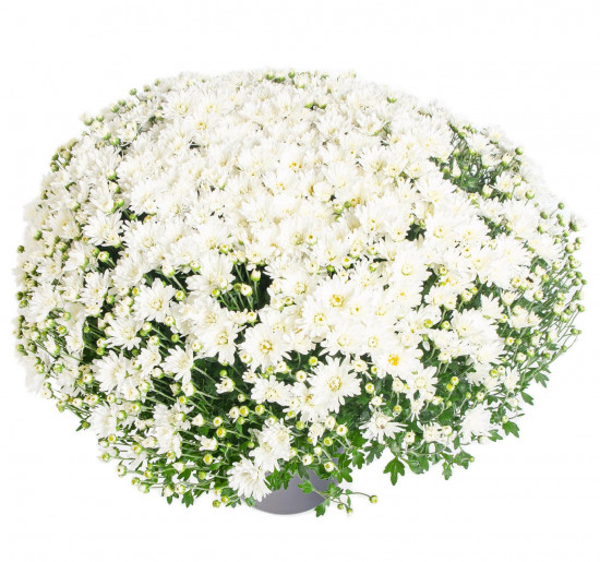 Chryzantéma, Chrysanthemum, kompaktní rostlina 40 - 45 cm, bílá-14563
