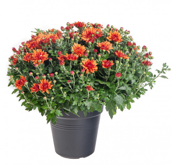Chryzantéma, Chrysanthemum, kompaktní rostlina 40 - 45 cm, cihlová-14566