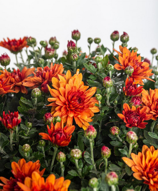 Chryzantéma, Chrysanthemum, kompaktní rostlina 40 - 45 cm, cihlová-14567