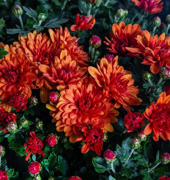 Chryzantéma, Chrysanthemum, kompaktní rostlina 40 - 45 cm, cihlová-14568